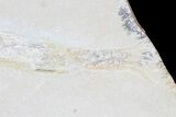 Fossil Squid With Soft-Bodied Preservation (Pos/Neg) #77838-7